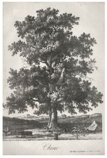 Antoine-Pierre Mongin (1761-1827) - 1816 Lithograph, Chene