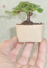 Erodium Pre Bonsai Dwarf Mame Accent Big Fat Trunk Nice Nebari Pink Flowers