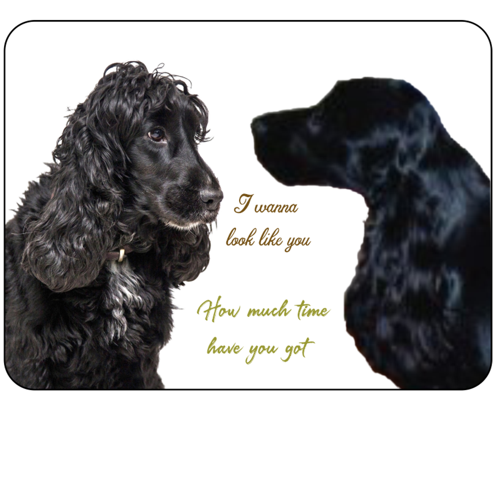 Black Spaniel Dog Cocker Spaniel Stud Dogs Near Redcar, Cleveland On