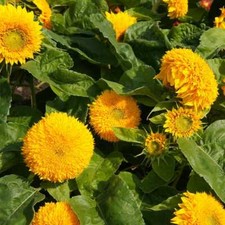 Sunflower TEDDY BEAR SUNGOLD Dwarf Hummingbirds Finches Love Non-GMO 100 Seeds
