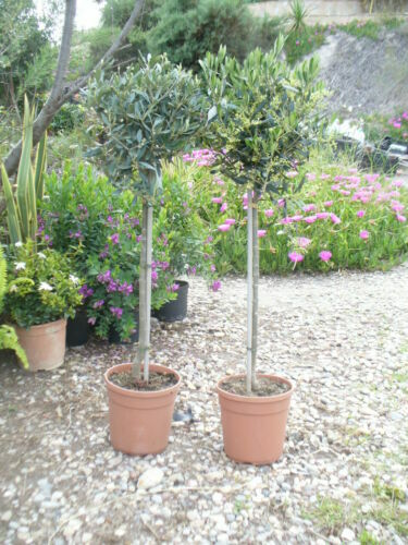 winterharte Zwergseerose Nymphea Rosennymphe Bonsai Wasserpflanze fr den  Teich. | eBay.de