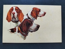 CARTOLINA CANI ANNI 50 - 60 CANE RAZZA POINTER SETTER CACCIA ITALIA  ANIMALI