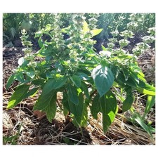 Basilic Grand Vert 100 graines BIO Variété Ancienne semence paysanne Pascal Poot