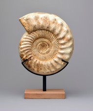 30 cm Ammonite Kranaosphinctes sp.