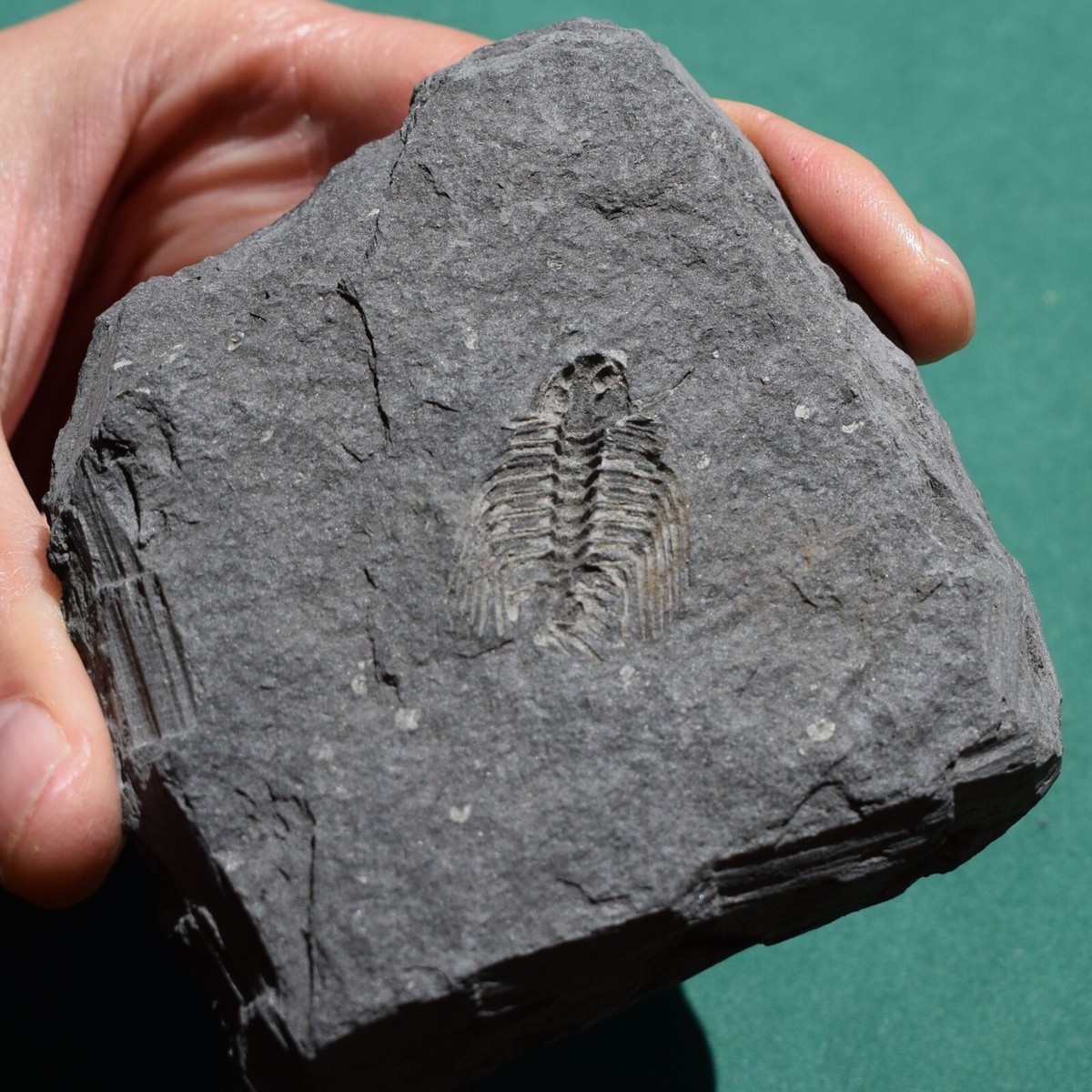 Fossile De Trilobite Kettneraspis Aracana - Extraordinaire Fossilisation, Bolivie, Silurien