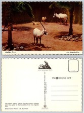 Arabian Oryx Los Angeles Zoo Postcard Mike Roberts Continental Card