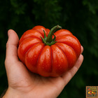 100 Heirloom Costoluto Genovese Tomato Seeds Unique Shaped 10oz Indeterminate