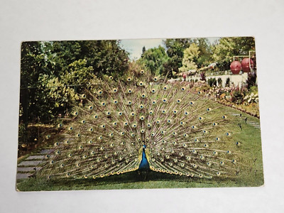 Vintage Postcard Royal Strutter Lambert Gardens Portland OREGON unposted