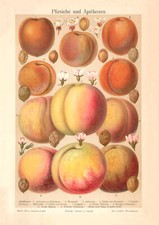 Pfirsiche & Aprikosen historischer Druck Chromolithographie ca. 1906 Botanik