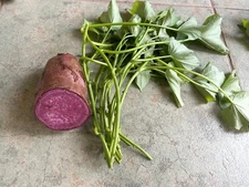 10 Japan  cutting Sweet Potato slips / vine -  all Purple Organic grow