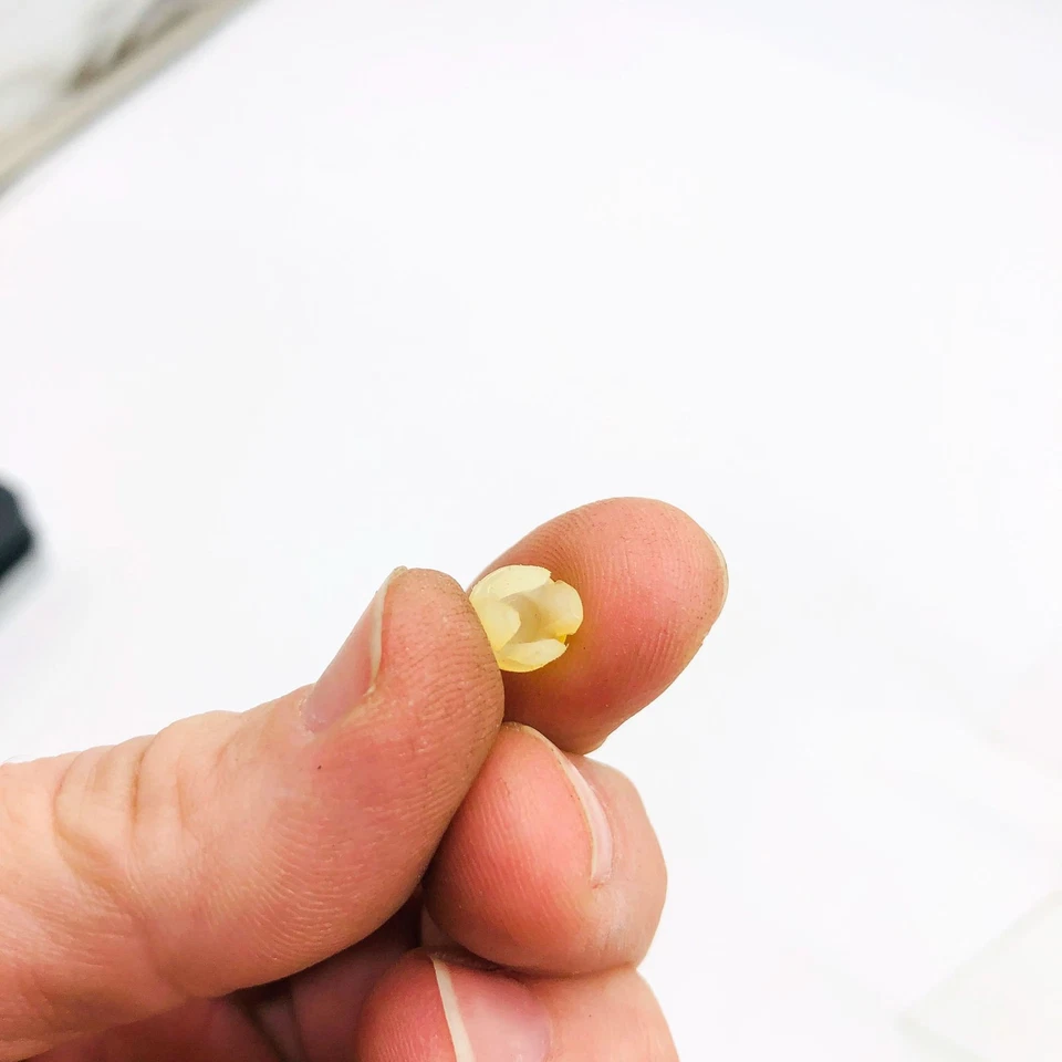 AMC Jeep 3213949 Plug Metering for Vapor Canister OEM NOS 81-86 CJ 5-8 Scrambler Foto 3 de 4