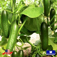 160 Cucumber Fresh Seeds Beit Alpha CMR/MMR Non-GMO Heirloom Vegetable