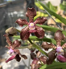 In Bloom Fragrant Vanda, Large Orchid Red