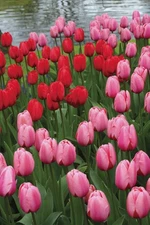 10 Red&Pink Mixed Apeldoorn Darwin Hybrid Tulip bulbs~Large Bloom~PRE-CHILLED