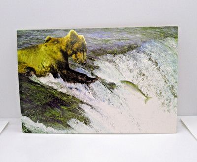 Bear Catching Salmon at Waterfall Wildlife Scene Unused Nature Postcard