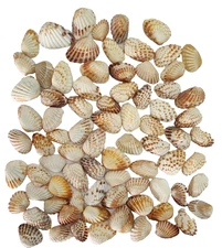 Lot of 80 Cartida Seashells Santa Bar Island ~ 1" Natural Beach Shells