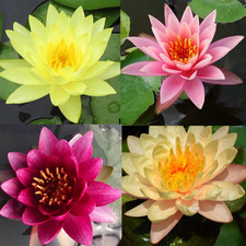 Pre-Grown Hardy Water Lily Tuber Top 4 IWGS Award Aquatic Pond Plant Garden As