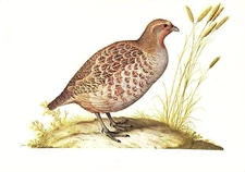 1977 VINTAGE LAROUSSE "GREY PARTRIDGE" LOVELY COLOR Art Print Lithograph
