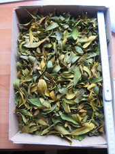 270 Gramm getrocknete Mistelblätter lose Blätter Mistel