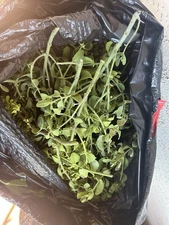 New Farmhouse WHITE BERRY SILVER BELL MISTLETOE Orament Sprigs 6"