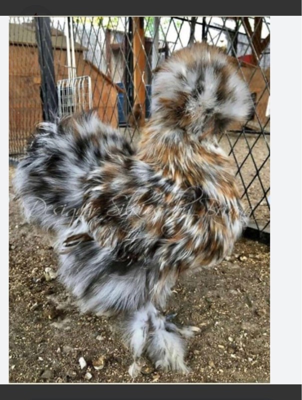 Calico Chocolate Paint FRIZZLE Silkie Show Girl Paint 3 Hatching Eggs PURE ❤️96L