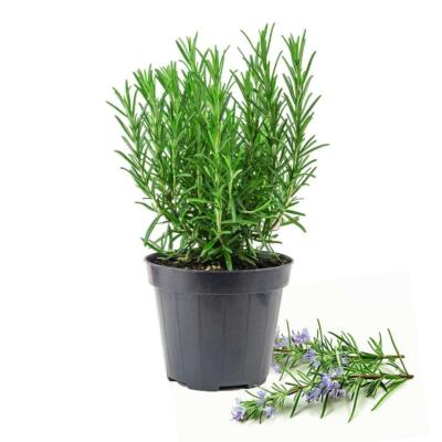 Rosemary Herb Plant 12cm Pot Aromatic Hardy Rosmarinus Evergreen Indoor  Outdoor | eBay
