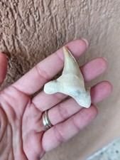 Fossili * DENTE DI SQUALO FOSSILE OTODUS OBLIQUUS