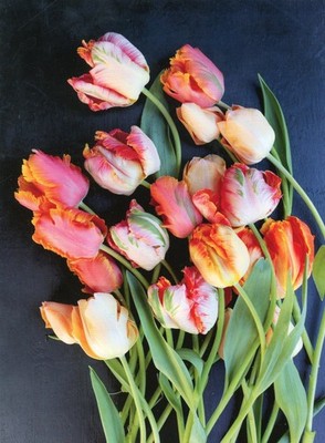 A Mix of Amazing Parrot, Apricot Parrot & Apricot Beauty Tulips --New POSTCARD
