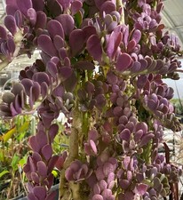 Trailing Jade 6 Live Cuttings 4 to 6 Inch Senecio jacobsenii Weeping Jade