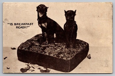Chihuahua Dogs on Pillow Bed - ''Is Breakfast Ready?'' 1907 Postcard A