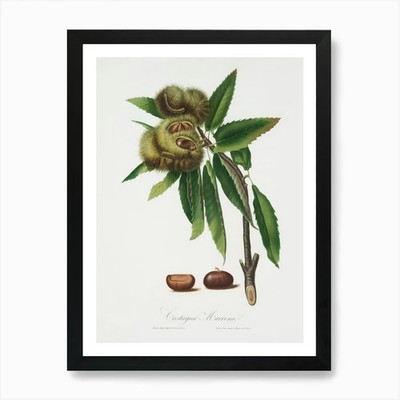 Spanish Chestnut (Castanea Sativa)  Framed Wall Art Poster Canvas Print Picture