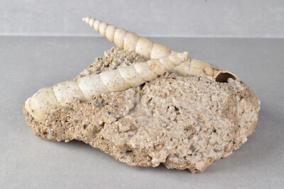 Fossil Turritella Shell on Matrix from Touraine, France 10.1  cm  # 20660