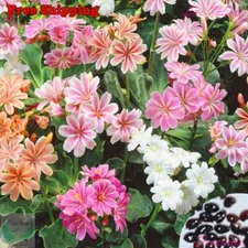 Lewisia Seeds - Lewisia Cotyledon - Sunset Strain | Flower Seeds