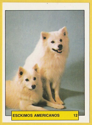 Hunde - Spanish Trading Card Sticker um 1981 Merchante #12 American Eskimo