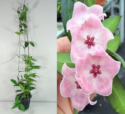 Hoya Patella pink Blooming Size 15 Inches Healthy Plant, Houseplant, RARE