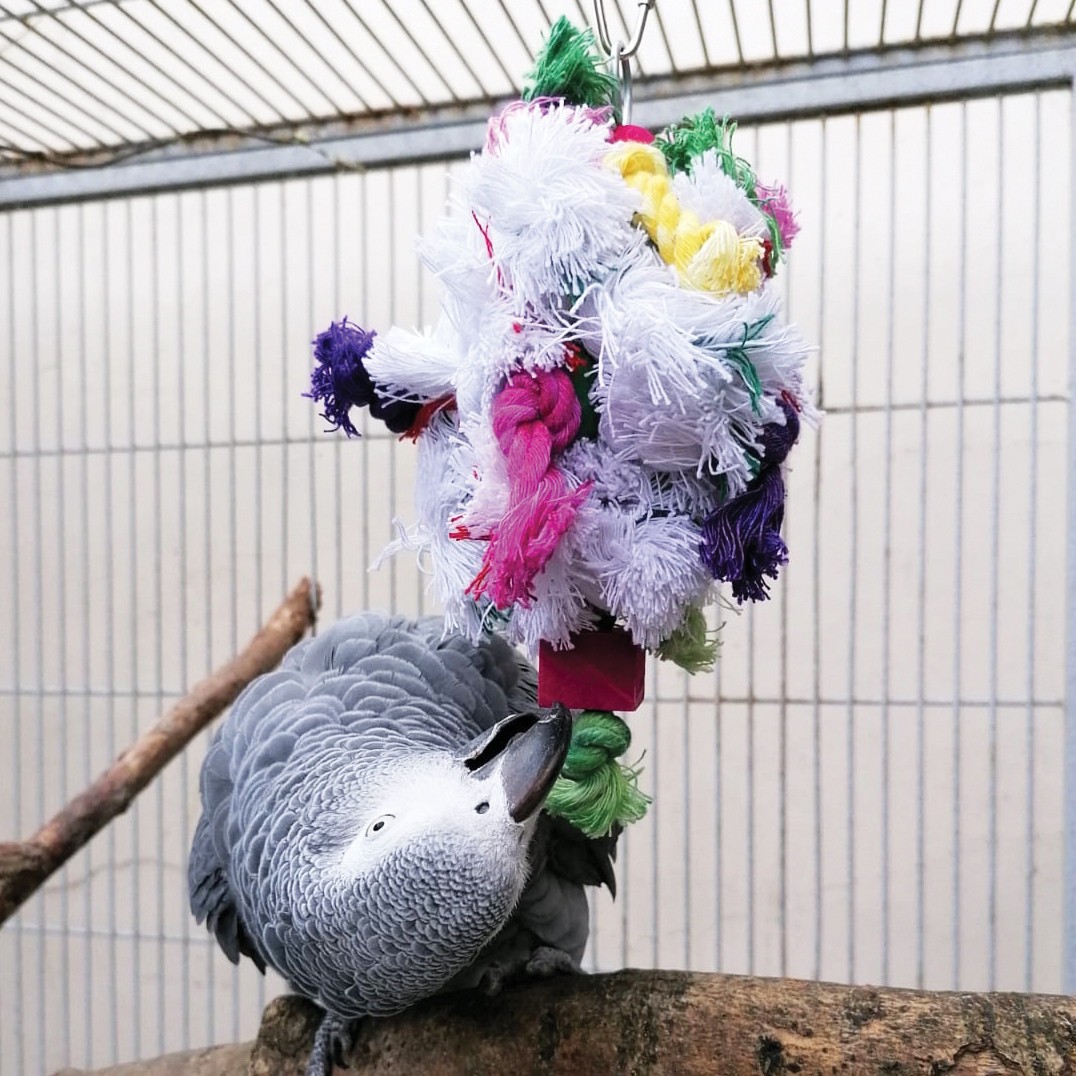 Knotty Preener Parrot Toy - Medium