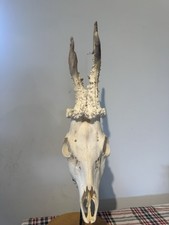 Scottish Roe Buck Deer Head Abnormal Antlers Malform