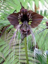 30 Samen  Schwarze Fledermausblume  -Tacca chantrieri-