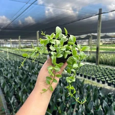 Dischidia Oiantha Variegata | Live Tropical Indoor and Outdoor plant in 4" Pot