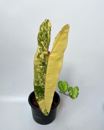 Philodendron Billietiae Variegated Live Plant Aroid || Realplants1107