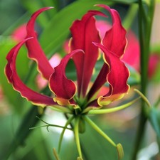 Gloriosa Rothschildiana 3 Tubers - Summer Exotic Red Flowers, Fast