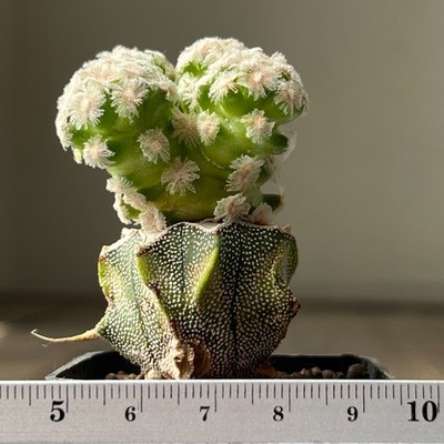 A30-530 Mammilaria theresae f. albiflora, grafted