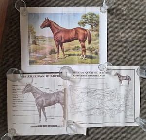 3 Print/Poster AQHA American Quarter Horse ORREN MIXER Bloodlines Parts 24”x18”