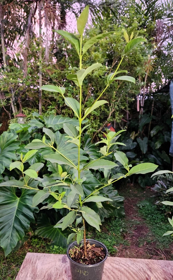 Árbol de eucalipto arco iris deglupta en maceta de 5" de 17" de alto (no semillas) Foto 4 de 4