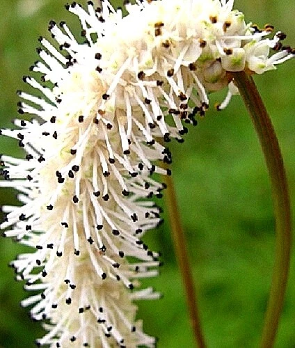 Sanguisorba tenuifolia v. alba x 15 seeds. - Picture 1 of 6