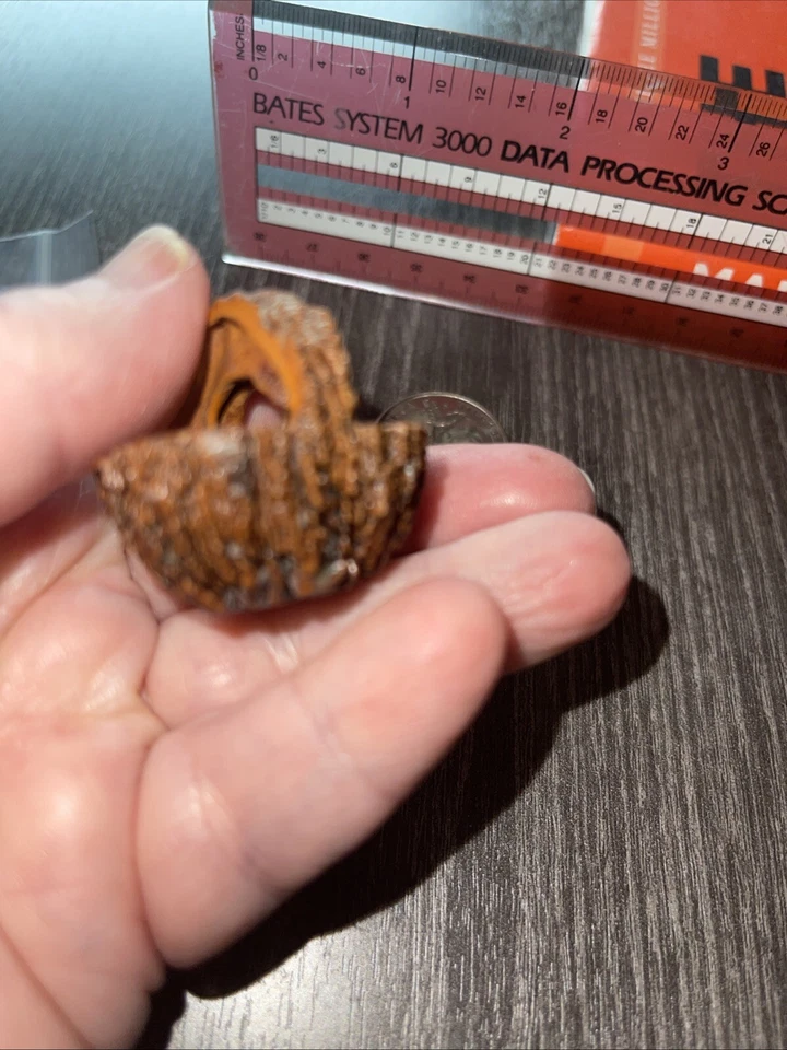RARE Hand Carved Black Walnut Shell EASTER EGG Basket - Folk Art Nut Miniature - Image 3 of 4