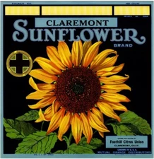 Claremont Los Angeles Sunflower Flower Orange Citrus Fruit Crate Label Art Print