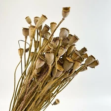 Natural Poppy Premium Quality Dried Flower Floral Decor AU Stock Fast Shipping