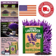 English Lavender Seeds 1500 Plus Non GMO Attracts Pollinators Low Maintenance