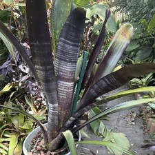 Bromeliad -Darth Vader-Plant Black/Green/Purple Striped Linear Foliage -